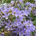 Campanula lactiflora 'Pritchard's Variety' fleur